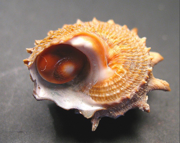 Juvenilia di molluschi